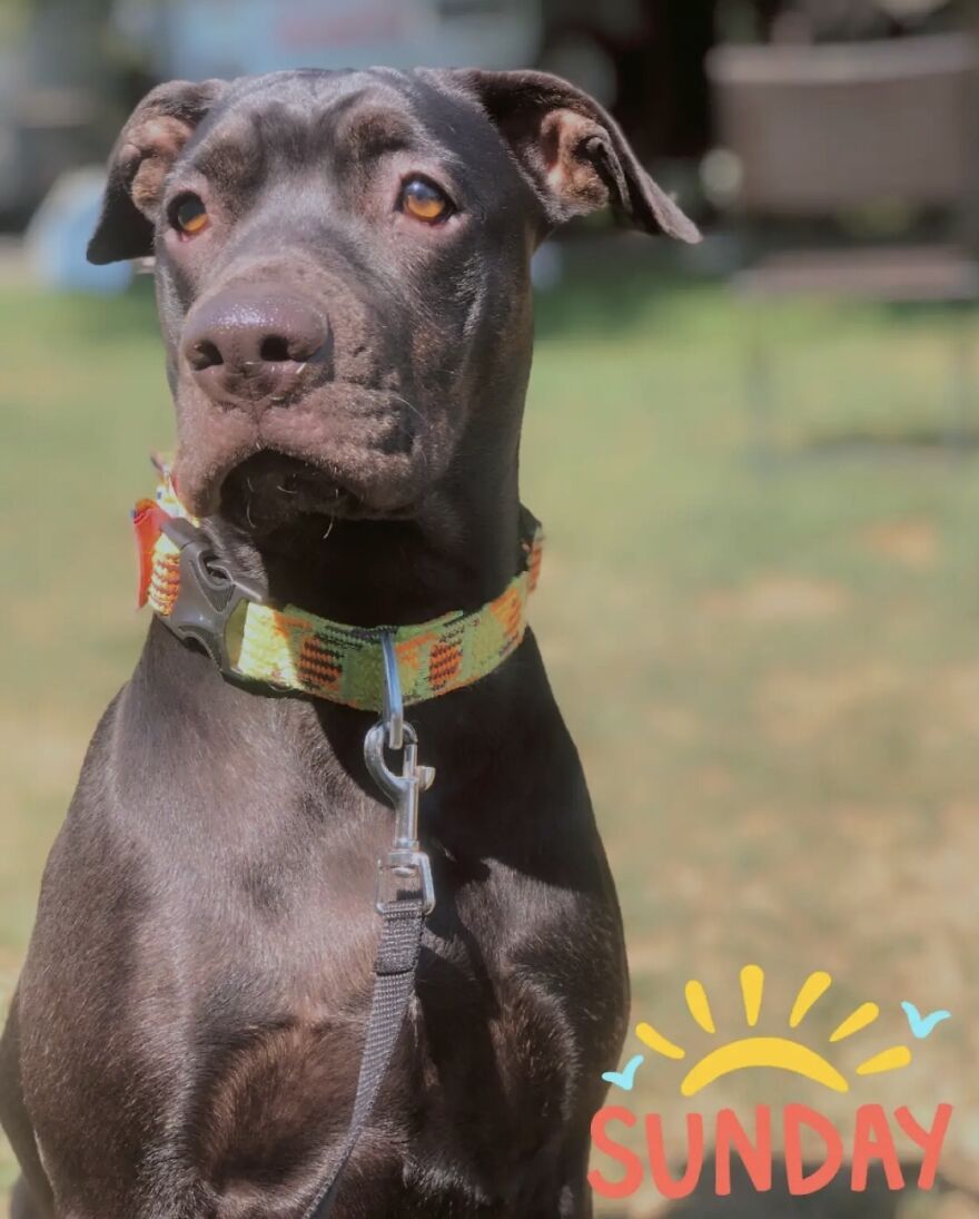 My Niece Took This Picture Of Our Fur Baby Kitana.