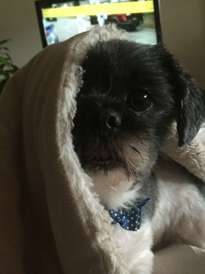 My Sweet Pupper Bambi Likes To Snuggle Under The Blanies
