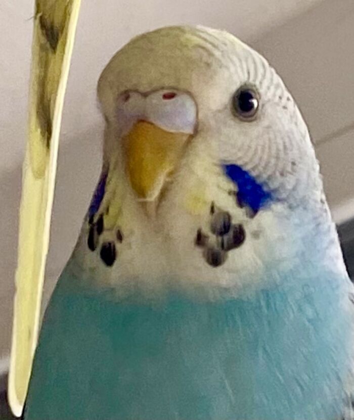 Elsa, One Of My Budgie Girls