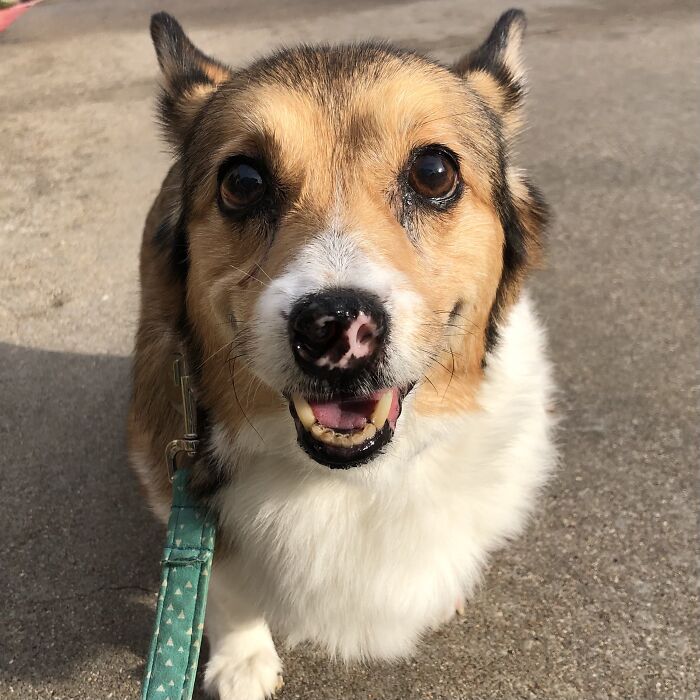 Bear Is A Senior With Vasculitis That Attacked His Nose. So Now He Has An Adorable Piggy Nose With 1.5 Nostrils