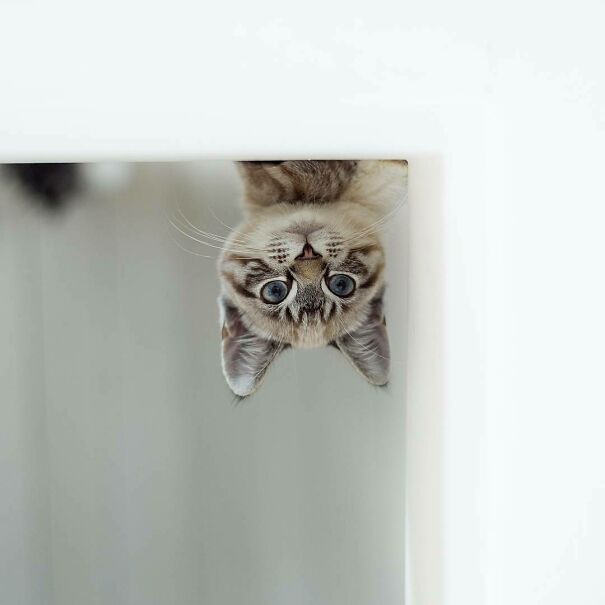 Throwback Thursday To That Time That I Went To A Fancy Dress Party As Ceiling Cat