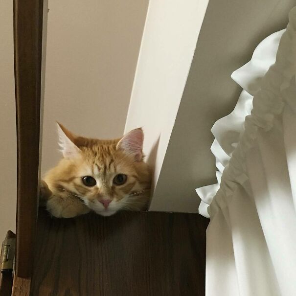 Uh, Why Do Dishes When You Could Be Petting Me?