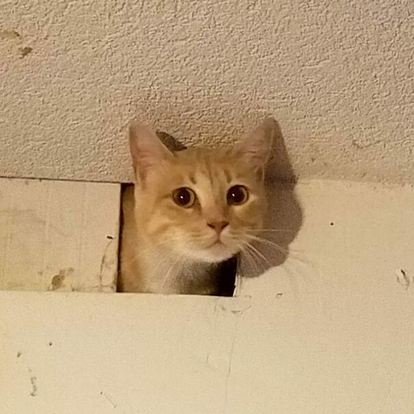 Ceiling Cat Makes An Early Appearance For The Holiday Season