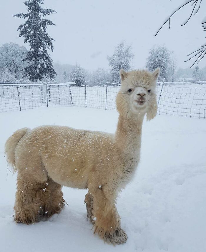 The Wolverine Of Alpacas
