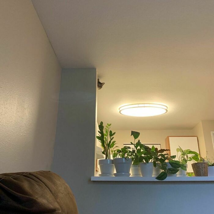 Espío con mis pequeños ojos