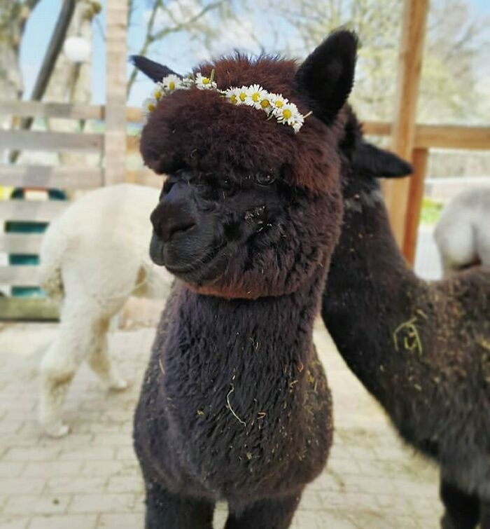 If Carole Baskin Was An Alpaca