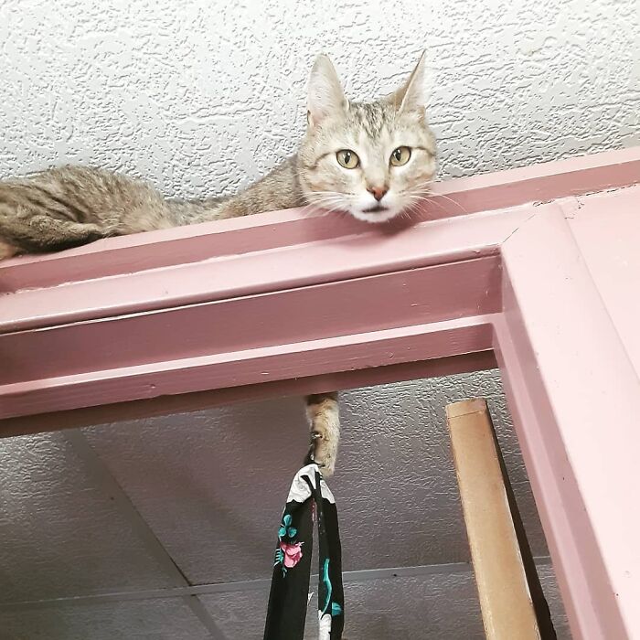 Es como un gato percha