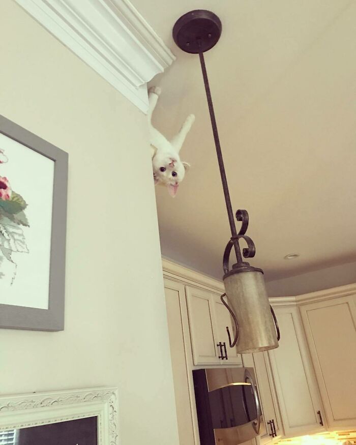 Gato Araña, Gato Araña, Puede Hacer Todo Lo Que Hace Una Araña