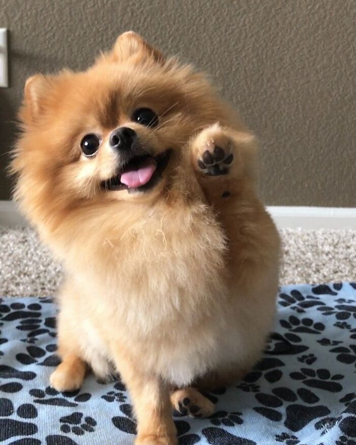Pomeranian