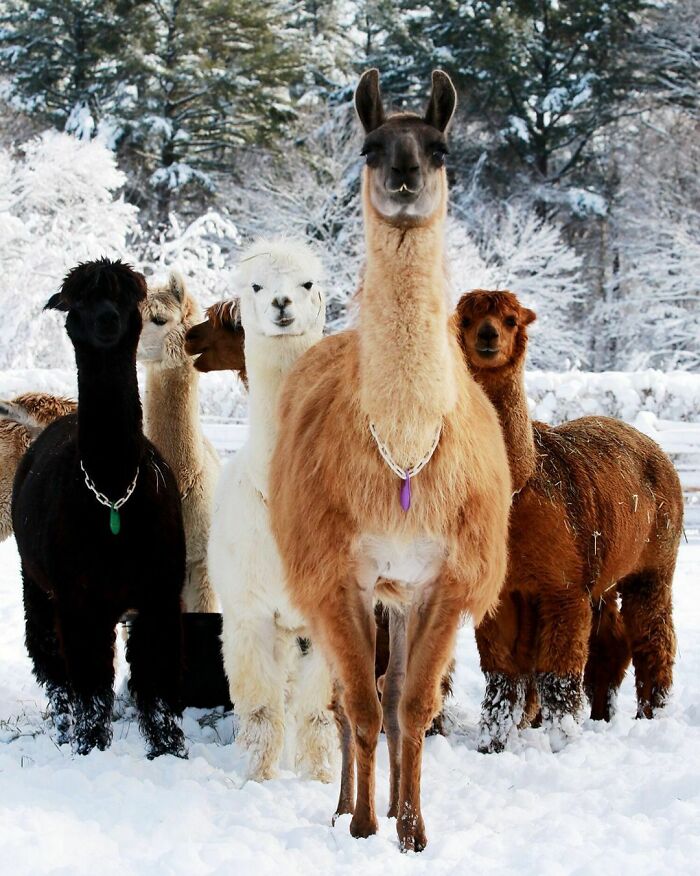 When My Moms Goes To The Neighbours To Get The Ball I Accidently Threw At Their Yard