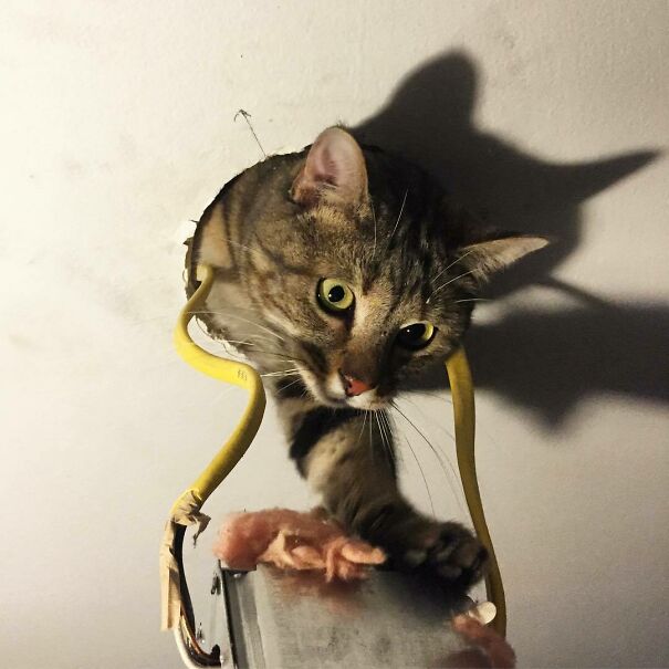 Yes This Is Real Life And Yes This Is My Ceiling. My Cats Are The Worst