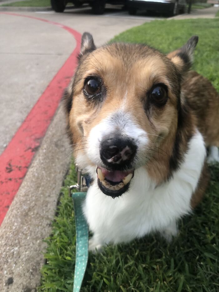 Bear Is 13 And Has An Auto Immune Disorder. We Thought We Would Lose Him At 10. Baby Boy Is Still Going Strong!