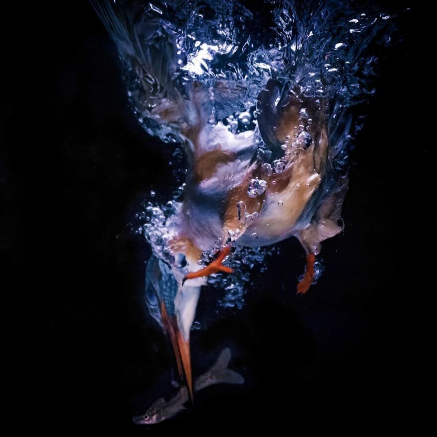 Belgian Photographer Captures 40 Perfectly Timed Animal Photos