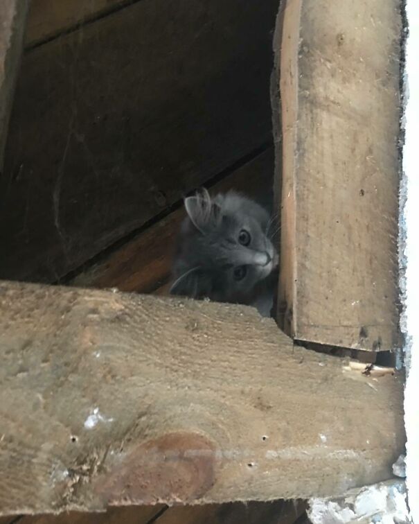 Ceiling Cat Is Watching Your Every Move