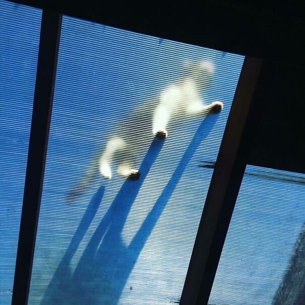 Ceiling Cat Is Going For A Walk