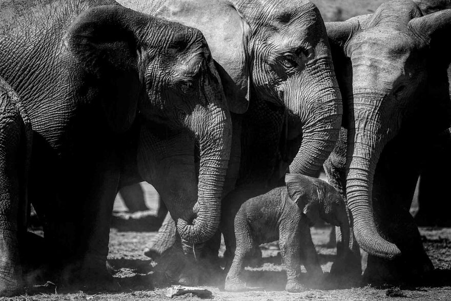 I Captured A Moment When One Bull Elephant Was Trying To Separate A Baby From Its Mother And The Whole Elephant Family Stood Up To Protect It (13 Pics) I Captured A Moment When One Bull Elephant Was Trying To Separate A Baby From Its Mother And The Whole Elephant Family Stood Up To Protect It (13 Pics)
