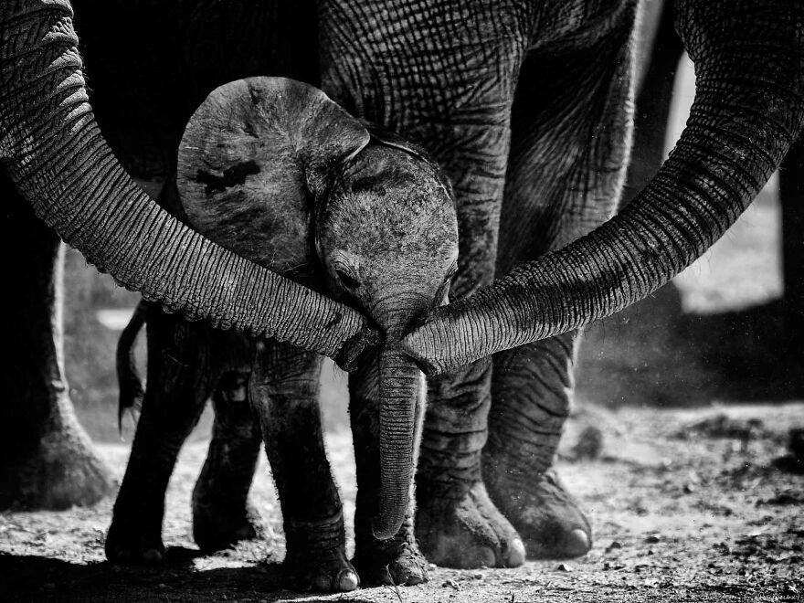 I Captured A Moment When One Bull Elephant Was Trying To Separate A Baby From Its Mother And The Whole Elephant Family Stood Up To Protect It (13 Pics) I Captured A Moment When One Bull Elephant Was Trying To Separate A Baby From Its Mother And The Whole Elephant Family Stood Up To Protect It (13 Pics)