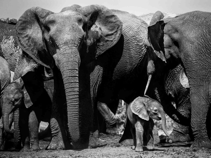 I Captured A Moment When One Bull Elephant Was Trying To Separate A Baby From Its Mother And The Whole Elephant Family Stood Up To Protect It (13 Pics) I Captured A Moment When One Bull Elephant Was Trying To Separate A Baby From Its Mother And The Whole Elephant Family Stood Up To Protect It (13 Pics)