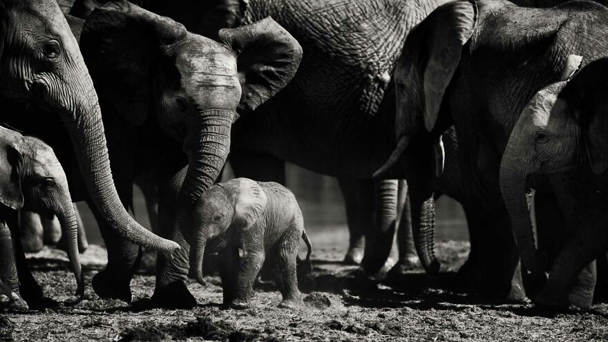 I Captured A Moment When One Bull Elephant Was Trying To Separate A Baby From Its Mother And The Whole Elephant Family Stood Up To Protect It (13 Pics) I Captured A Moment When One Bull Elephant Was Trying To Separate A Baby From Its Mother And The Whole Elephant Family Stood Up To Protect It (13 Pics)