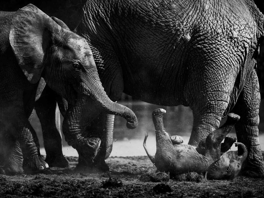 I Captured A Moment When One Bull Elephant Was Trying To Separate A Baby From Its Mother And The Whole Elephant Family Stood Up To Protect It (13 Pics) I Captured A Moment When One Bull Elephant Was Trying To Separate A Baby From Its Mother And The Whole Elephant Family Stood Up To Protect It (13 Pics)