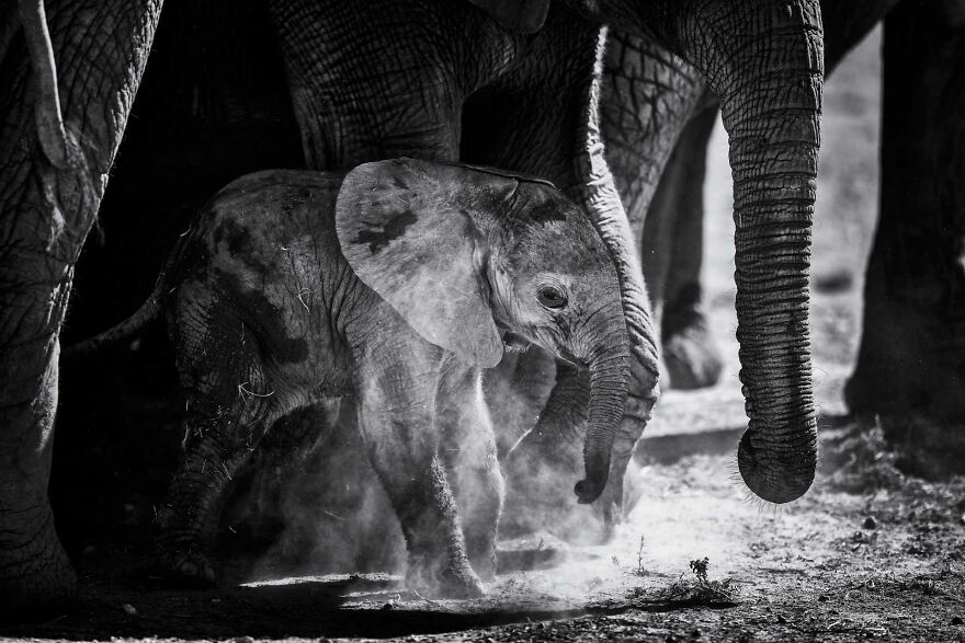 I Captured A Moment When One Bull Elephant Was Trying To Separate A Baby From Its Mother And The Whole Elephant Family Stood Up To Protect It (13 Pics) I Captured A Moment When One Bull Elephant Was Trying To Separate A Baby From Its Mother And The Whole Elephant Family Stood Up To Protect It (13 Pics)