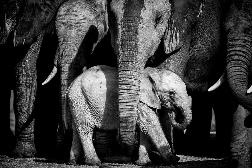 I Captured A Moment When One Bull Elephant Was Trying To Separate A Baby From Its Mother And The Whole Elephant Family Stood Up To Protect It (13 Pics) I Captured A Moment When One Bull Elephant Was Trying To Separate A Baby From Its Mother And The Whole Elephant Family Stood Up To Protect It (13 Pics)