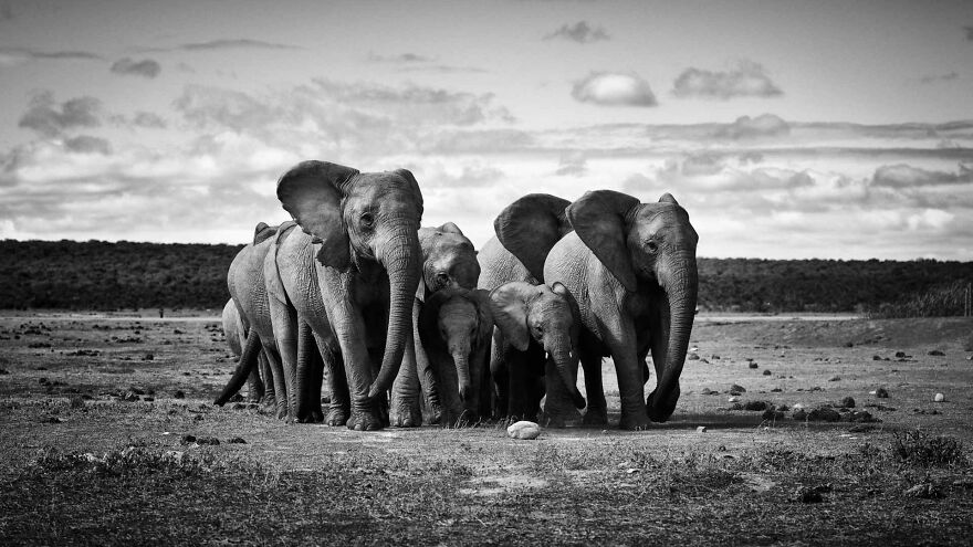 I Captured A Moment When One Bull Elephant Was Trying To Separate A Baby From Its Mother And The Whole Elephant Family Stood Up To Protect It (13 Pics) I Captured A Moment When One Bull Elephant Was Trying To Separate A Baby From Its Mother And The Whole Elephant Family Stood Up To Protect It (13 Pics)