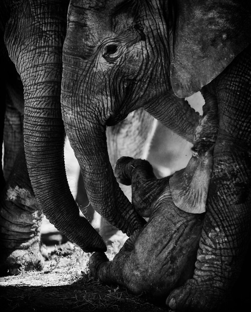 I Captured A Moment When One Bull Elephant Was Trying To Separate A Baby From Its Mother And The Whole Elephant Family Stood Up To Protect It (13 Pics) I Captured A Moment When One Bull Elephant Was Trying To Separate A Baby From Its Mother And The Whole Elephant Family Stood Up To Protect It (13 Pics)