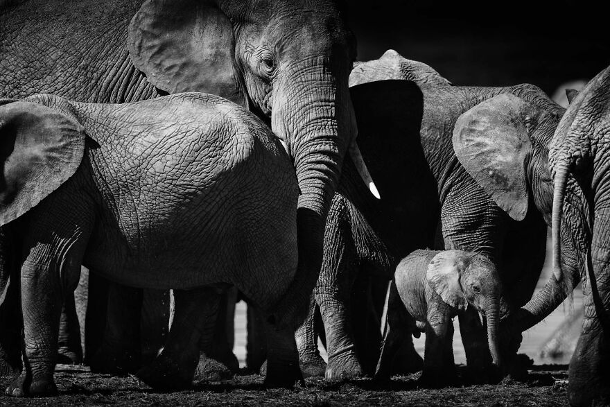 I Captured A Moment When One Bull Elephant Was Trying To Separate A Baby From Its Mother And The Whole Elephant Family Stood Up To Protect It (13 Pics) I Captured A Moment When One Bull Elephant Was Trying To Separate A Baby From Its Mother And The Whole Elephant Family Stood Up To Protect It (13 Pics)