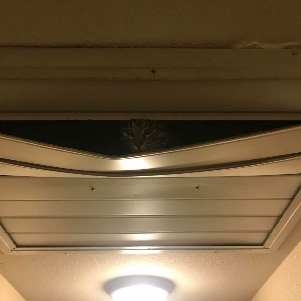 We Got Into The Ceiling! Hooray. Now How Do I Get Down?