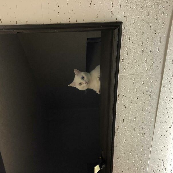 Ceiling Cat Is Watching You