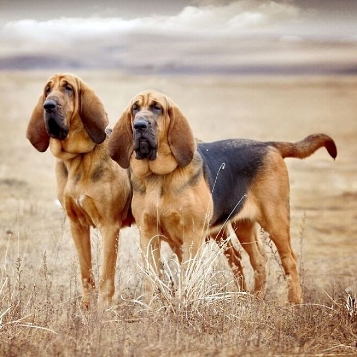 Bloodhound