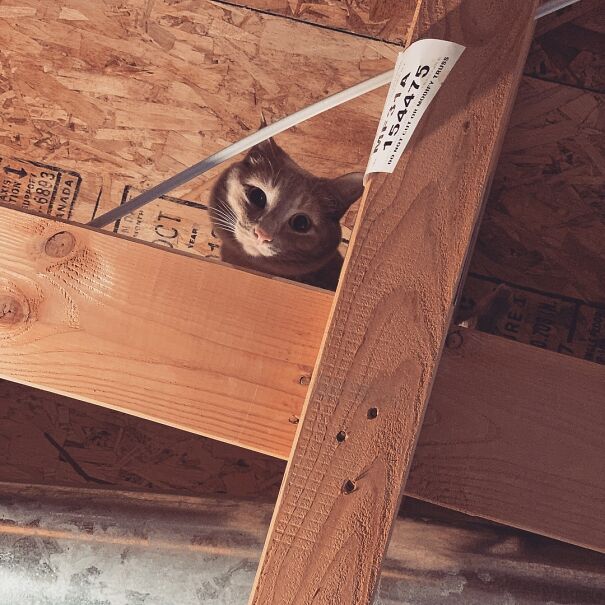 Ceiling Cat Stalks You