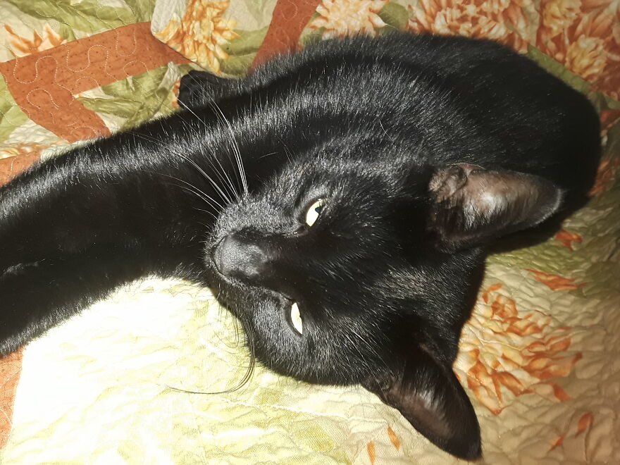 This Is Bramble, Looking Seasonal (I Take Terrible Photos, But The Flash Did Interesting Things)