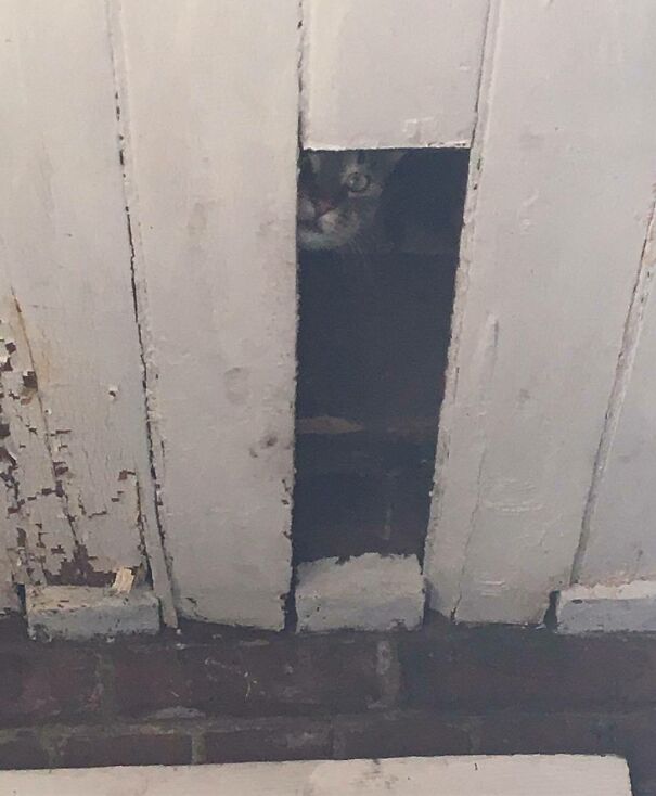 Cat Sitting For A Friend And As I’m Opening The Door I Hear One Of Her Cats Crying