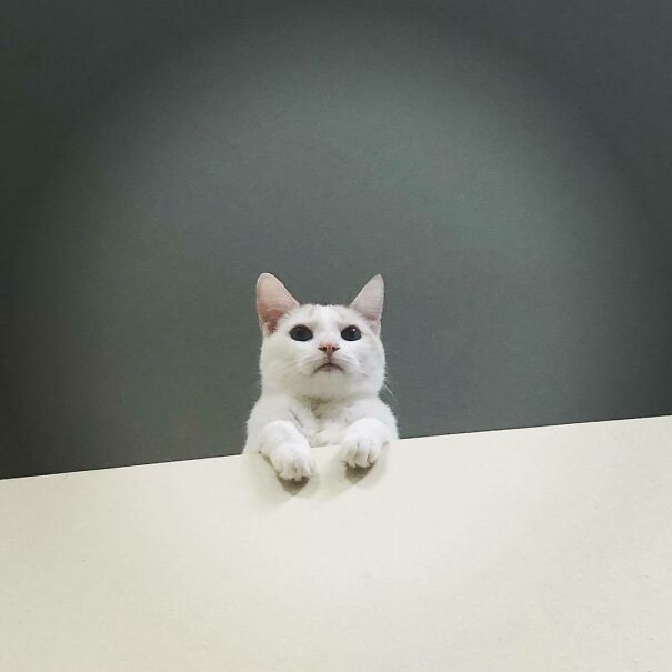 Daniel The Ceiling Cat Is Passing Judgement