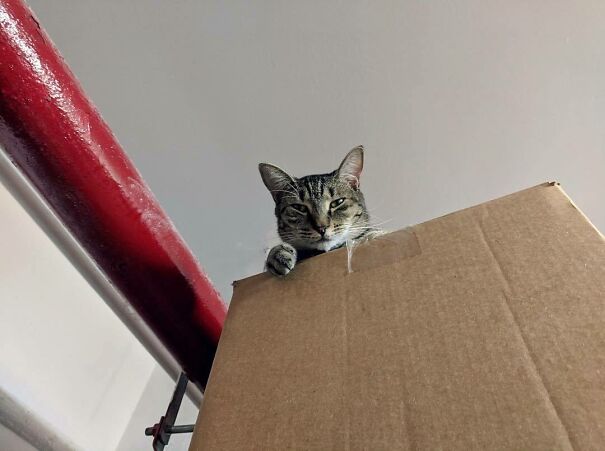 I See You, Hooman. I Know What You’re Up To