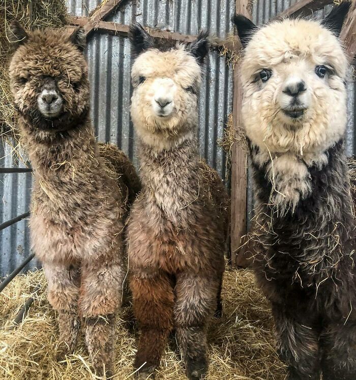 Floof, Floofy, Floofier