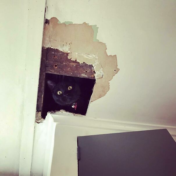 When You’re Making Your Morning Coffee, Hear A Strange Little Noise, Look Up And See This Cutie Spying On You