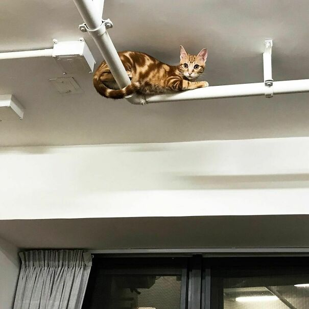 You Know, Asian Cats All Know Kung Fu