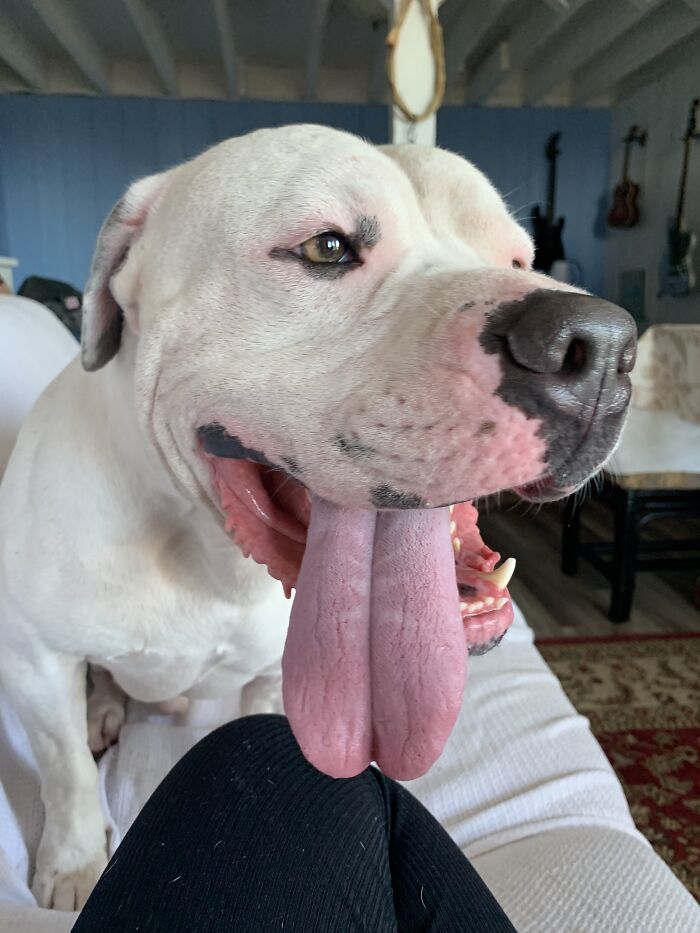 Falcor Rocking Out Tongue Out