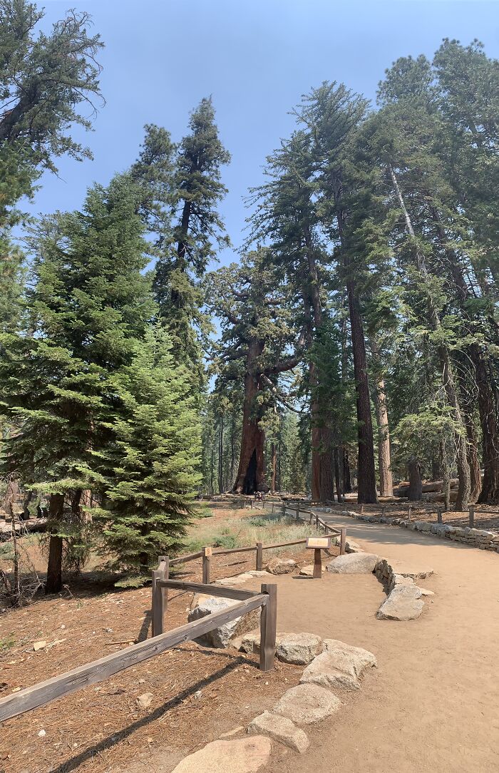 Yosemite National Park, California. This Is The Giant Sequoia Tree Called Grizzly Giant, It’s A Couple Hundred Feet Tall And 35 Feet Wide At The Base. The Picture Doesn’t Do It Justice, I Was Trying To Do A Panorama Upwards To Get It All.