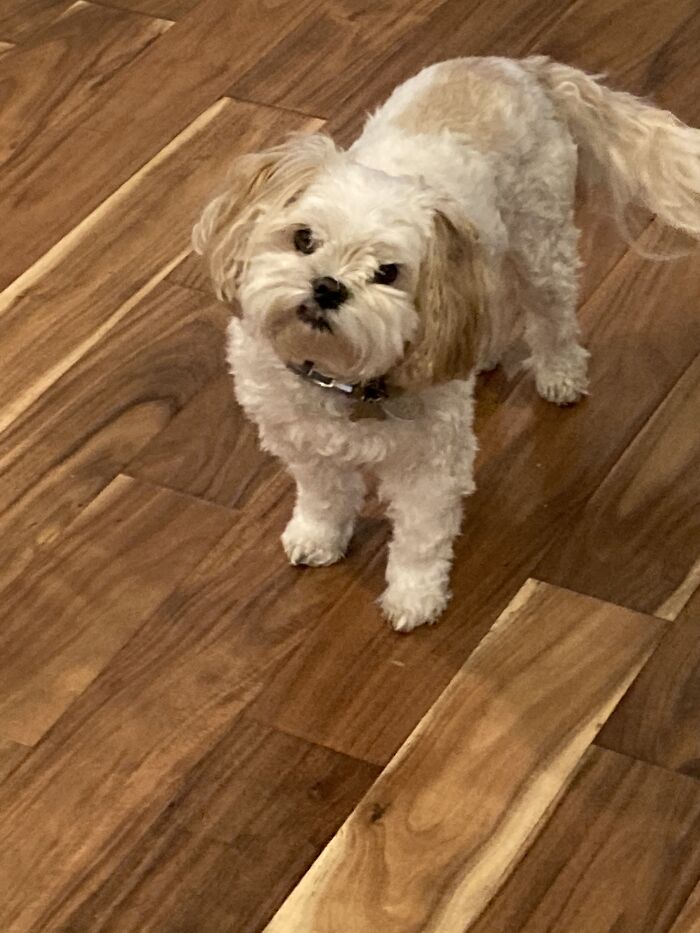 Why You No Give Me Treat Hooman