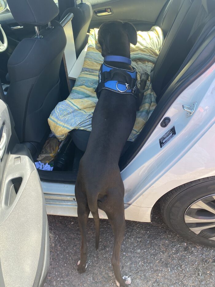 He Can Get In The Car Himself But Most Of The Time He Waits Until I Lift In