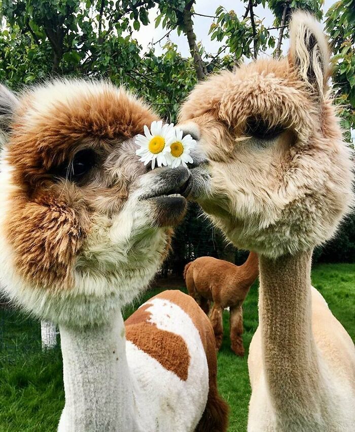 Aaand Yeees - Double Happy