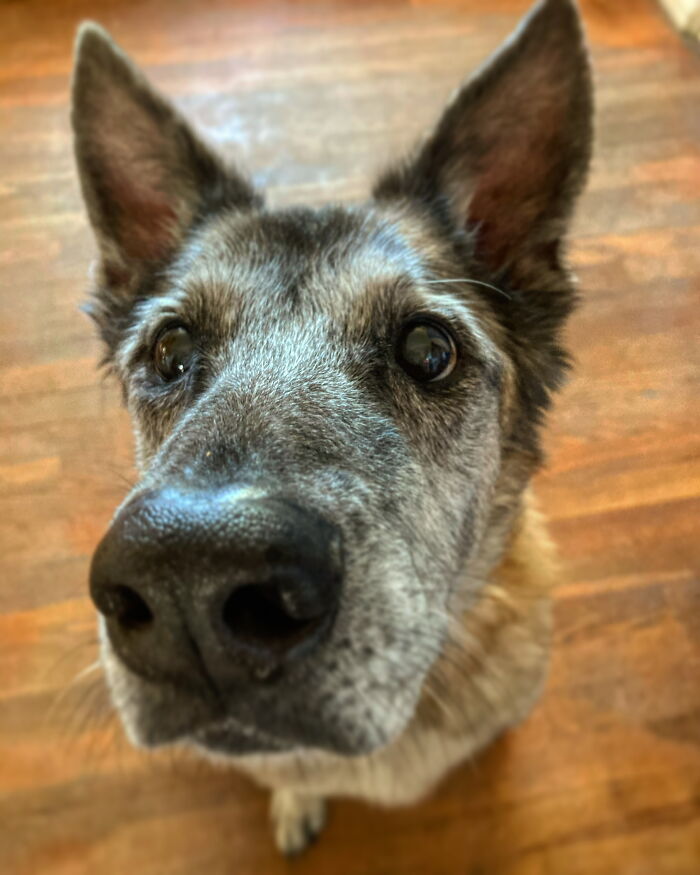 My Sweet Pup Had The Boopiest Nose