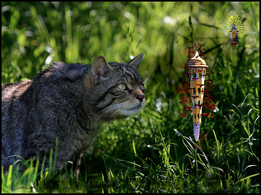 Intergalactic Gypsies