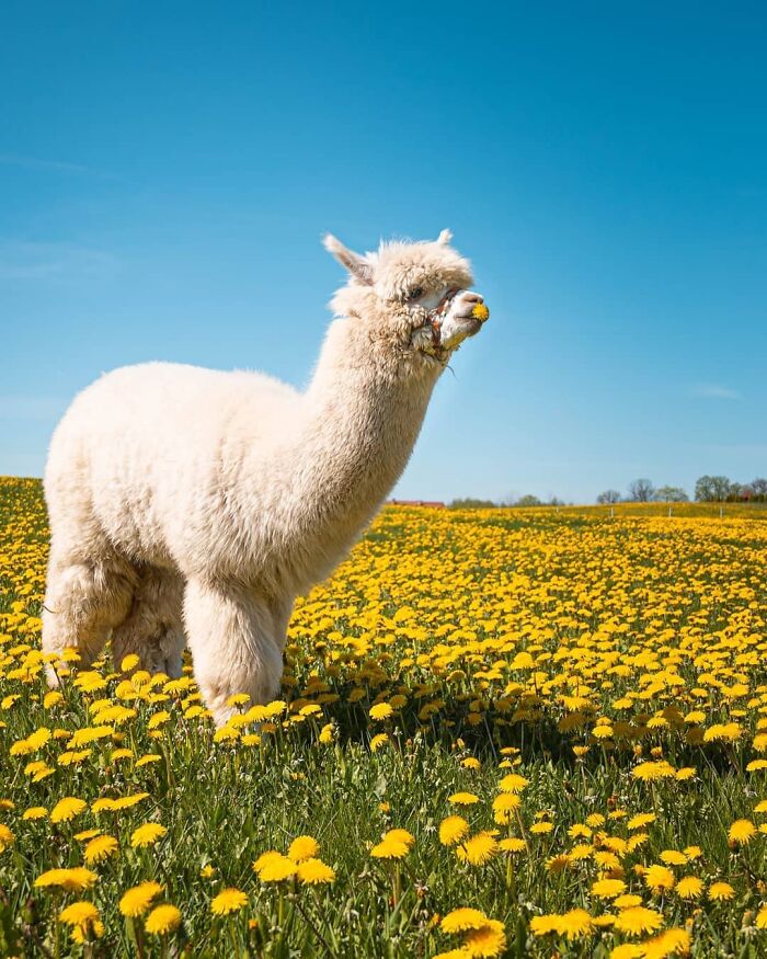 Wildflowers For Everyone, Cuties