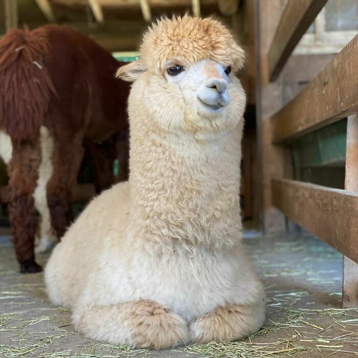 Distinguished Gentleman