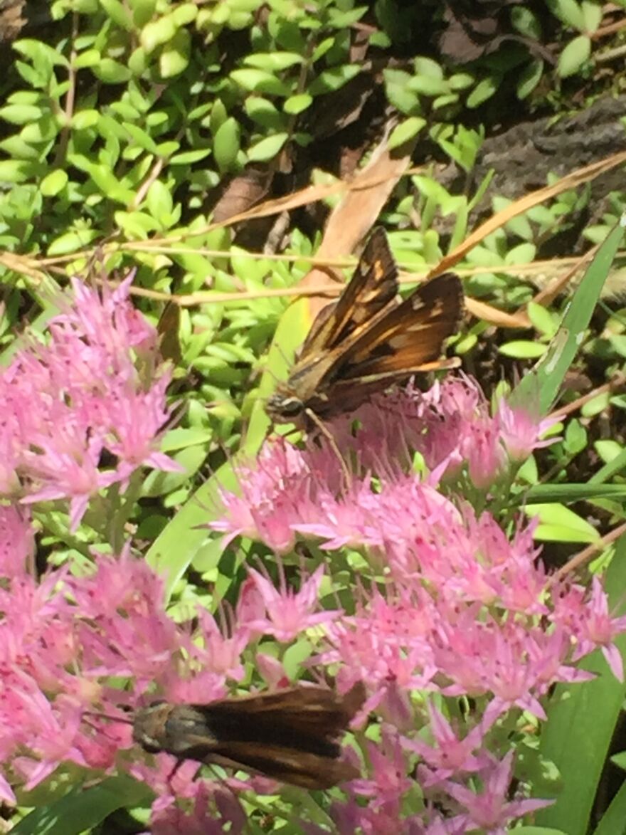 32 Ish Photos I Took Of Stuff In My Backyard This Afternoon